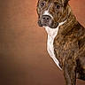 Kardia Rose is registered to the contest to win money with this photo: dog, brindle, portrait, studio, pet, canine, ears_up, white_paws, white_chest, reflection, brown_background, alert, looking_at_camera, standing, animal, domestic_animal, mammal, fur, pet_photography, studio_lighting