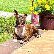 Kardia Rose is registered to the contest to win money with this photo: dog, brindle, collar, patio, sunlight, yellow_flowers, flower_pot, grass, garden, outdoor, sidewalk, relaxing, canine, brown, white_paws, plants, nature, sunny, resting, colorful