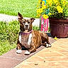 dog, brindle, collar, patio, sunlight, yellow_flowers, flower_pot, grass, garden, outdoor, sidewalk, relaxing, canine, brown, white_paws, plants, nature, sunny, resting, colorful