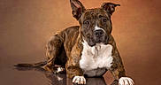 Kardia Rose joined the competition — help win amazing prizes! dog, brindle, pet, animal, studio, portrait, reflection, brown_background, canine, laying_down, ears_up, white_chest, paw, alert, domestic_animal, fur, looking_at_camera, indoor, close_up, calm