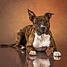dog, brindle, pet, animal, studio, portrait, reflection, brown_background, canine, laying_down, ears_up, white_chest, paw, alert, domestic_animal, fur, looking_at_camera, indoor, close_up, calm