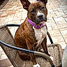 Kardia Rose joined the competition — help win amazing prizes! dog, brindle, purple_collar, chair, wicker, outdoor, patio, tile_floor, pet, animal, canine, sitting, head_tilt, curious, brown, white_paws, closeup, daylight, furniture, friend