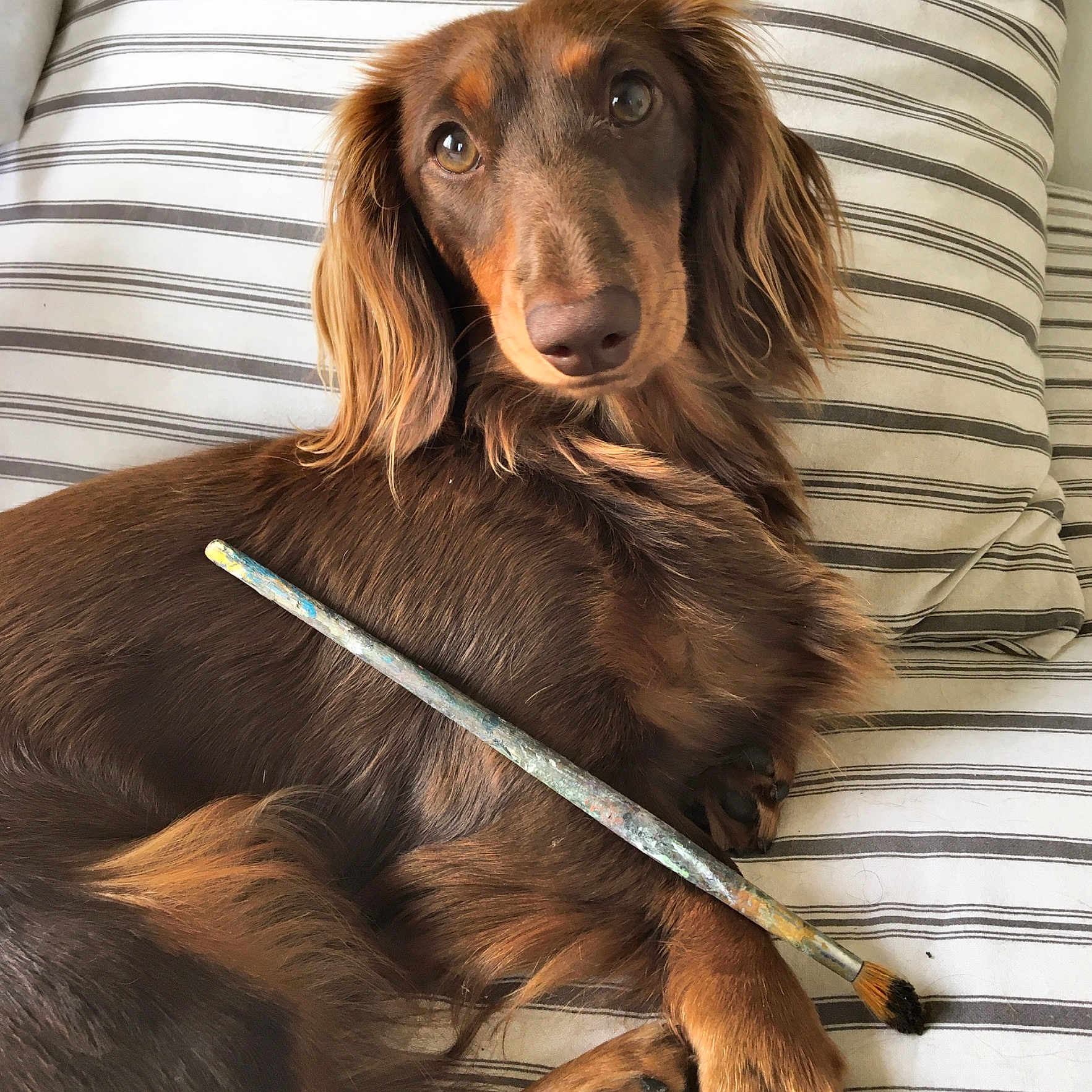 Sybelle