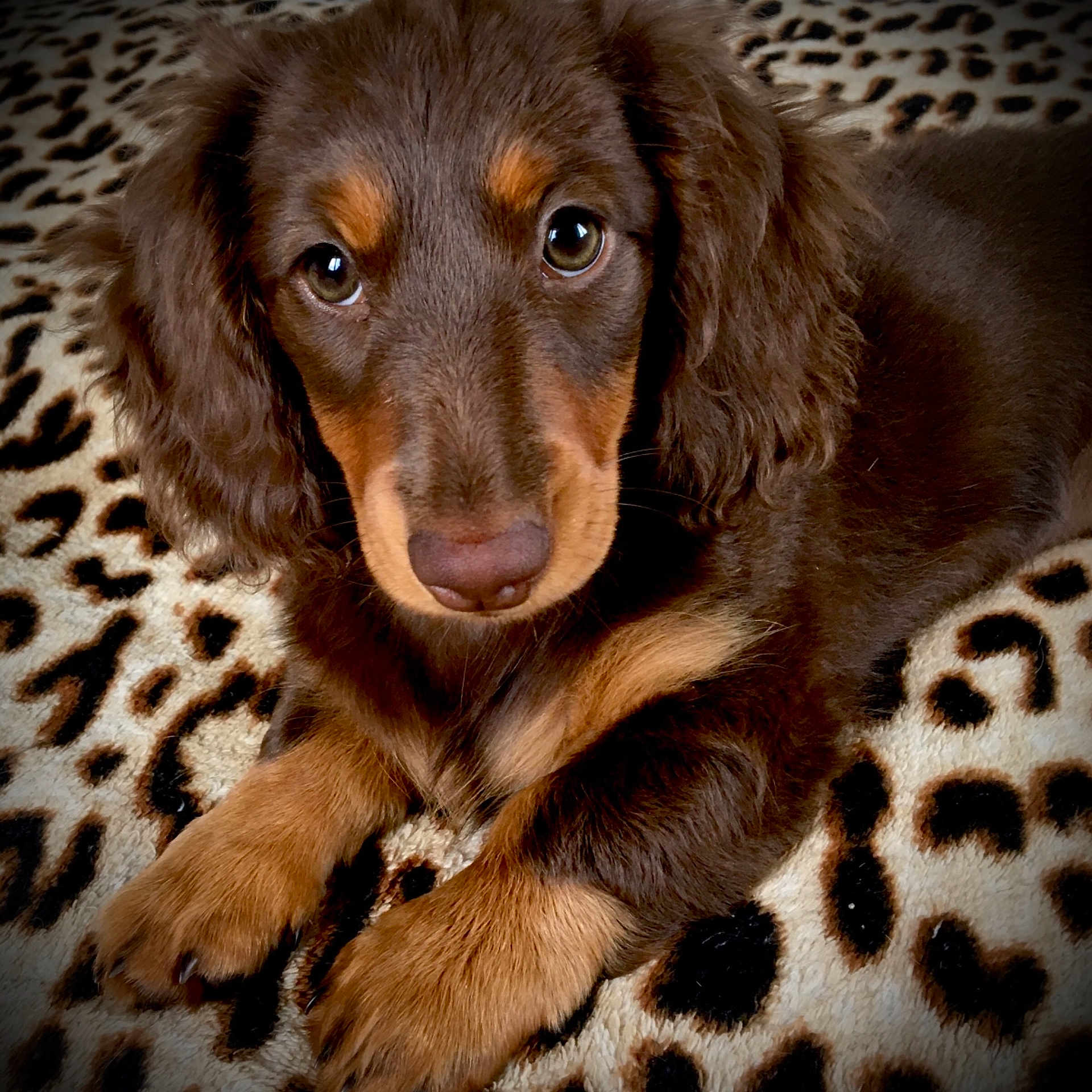 Sibelle