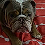 animal, bed, blanket, brown, bulldog, canine, close_up, cute, dog, expression, face, indoor, lying_down, mammal, paws, pet, portrait, resting, white, wrinkles