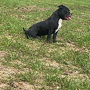 Rox participe au concours pour gagner de l'argent avec cette photo : dog, black_dog, grass, field, outdoor, nature, tongue_out, sitting, animal, pet, canine, rural, trees, bare_trees, daylight, earth, fur, white_chest, calm, landscape