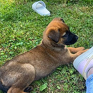 Nala participe au concours pour gagner de l'argent avec cette photo : puppy, dog, grass, outdoor, shoe, footwear, person, legs, blue_pants, sandal, sunlight, relaxing, pet, young_dog, nature, greenery, cute, animal, resting, casual