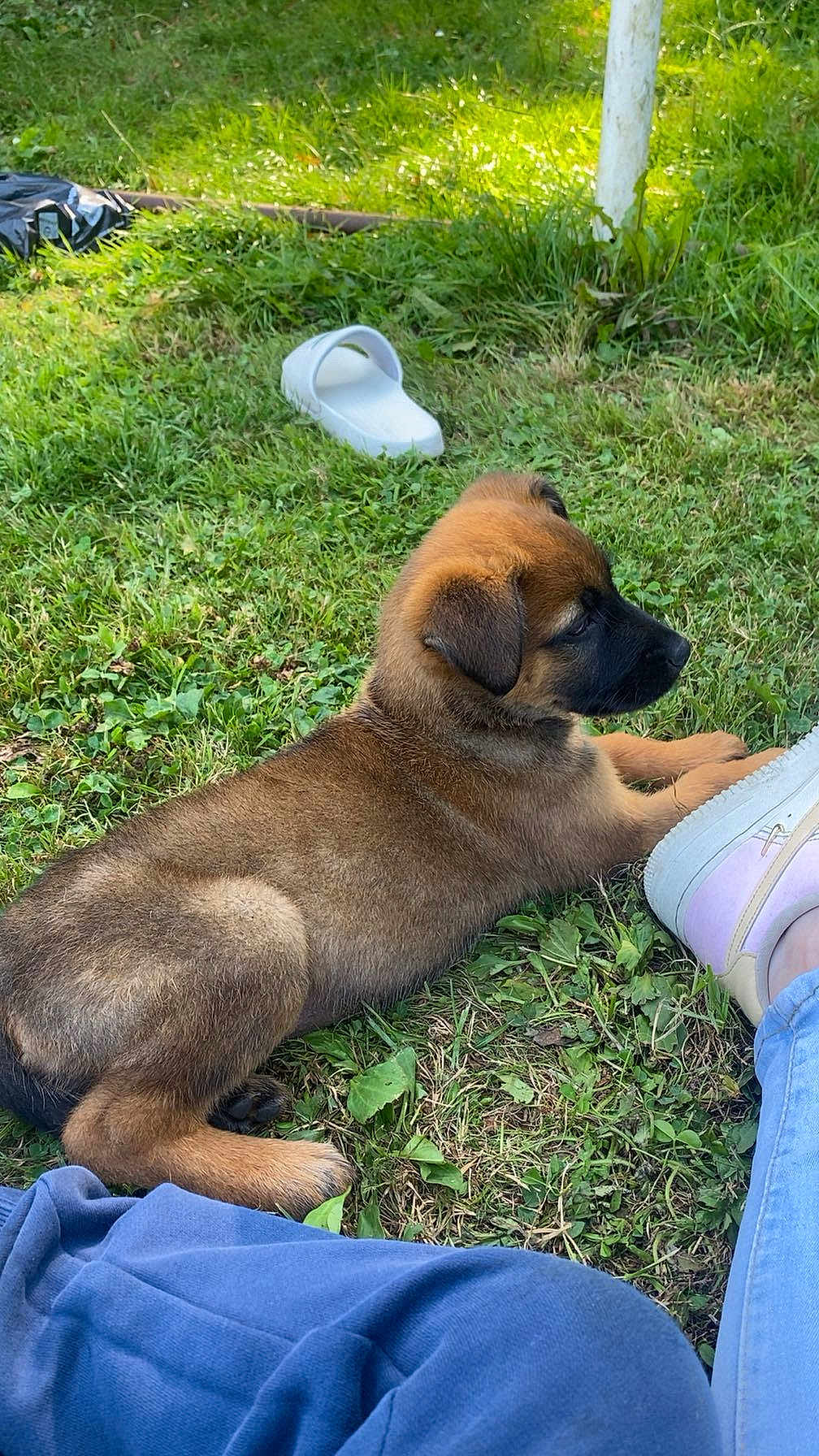 Nala participe au concours pour gagner de l'argent avec cette photo : puppy, dog, grass, outdoor, shoe, footwear, person, legs, blue_pants, sandal, sunlight, relaxing, pet, young_dog, nature, greenery, cute, animal, resting, casual