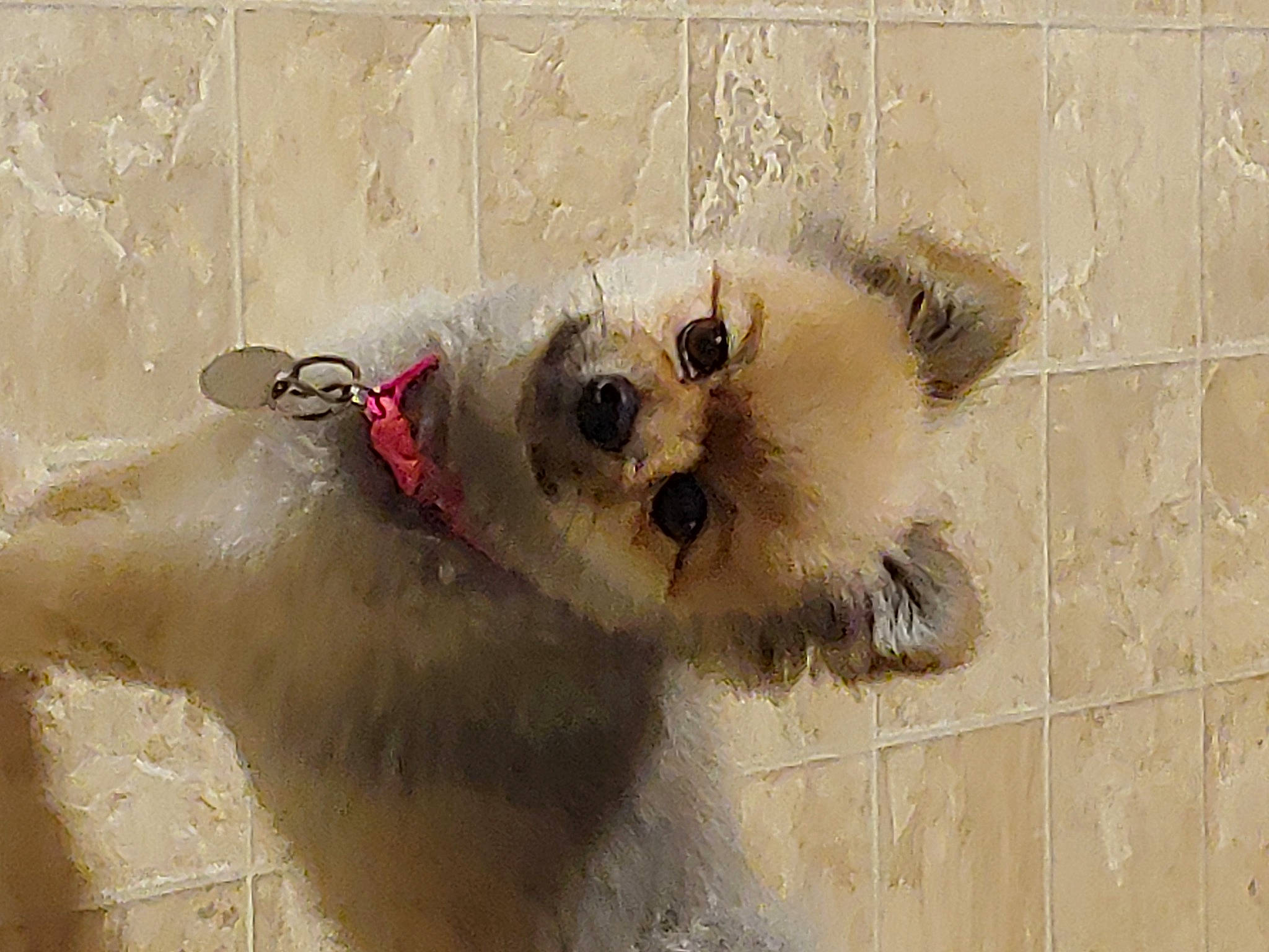 Lacey is registered to the contest to win money with this photo: canidae, carnivore, companion_dog, dog, dog_breed, irish_soft_coated_wheaten_terrier, mammal, poodle_crossbreed, puppy, rare_breed_dog, schnoodle, snout, sporting_group, terrier, toy_dog, vertebrate, wire_hair_fox_terrier