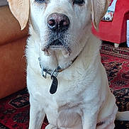 Lancelot a rejoint le concours — aidez-le/la à gagner de superbes lots ! canine, carpet, collar, dog, fireplace, floor, furniture, home_decor, indoor, labrador, mammal, pet, photographs, portrait, red_rug, red_sofa, sitting, sofa, tags, white_dog