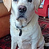 canine, carpet, collar, dog, fireplace, floor, furniture, home_decor, indoor, labrador, mammal, pet, photographs, portrait, red_rug, red_sofa, sitting, sofa, tags, white_dog