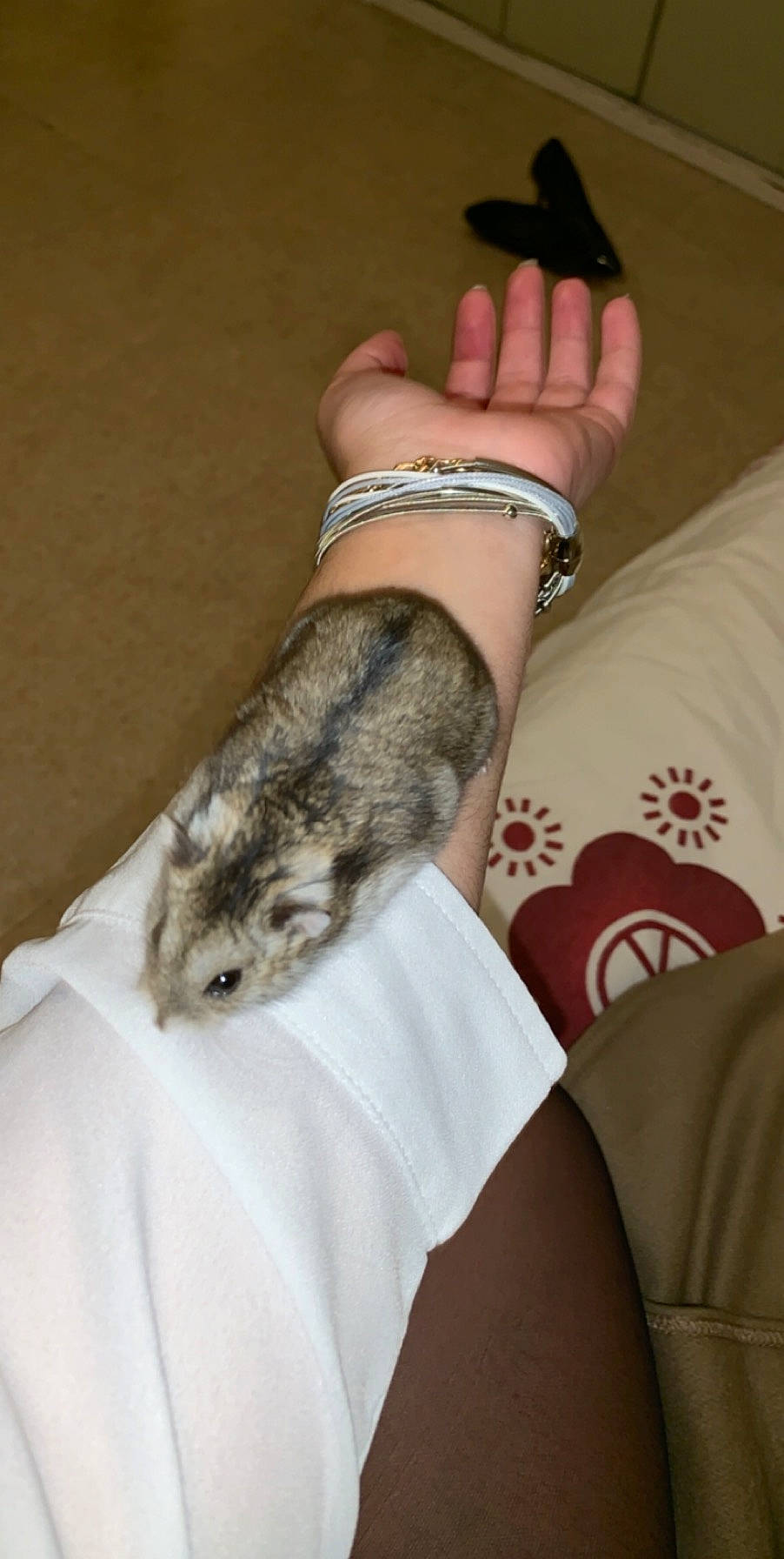 Dinaz a rejoint le concours — aidez-le/la à gagner de superbes lots ! arm, chinchilla, claw, degu, finger, fur, gerbil, hamster, hand, leg, muridae, muroidea, rat, rodent, wrist