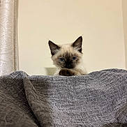Lilou a rejoint le concours — aidez-le/la à gagner de superbes lots ! kitten, cat, siamese, blue_eyes, curious, peeking, blanket, gray, soft, indoor, cozy, ears, fur, animal, pet, cute, small, face, whiskers, playful