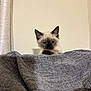 kitten, cat, siamese, blue_eyes, curious, peeking, blanket, gray, soft, indoor, cozy, ears, fur, animal, pet, cute, small, face, whiskers, playful