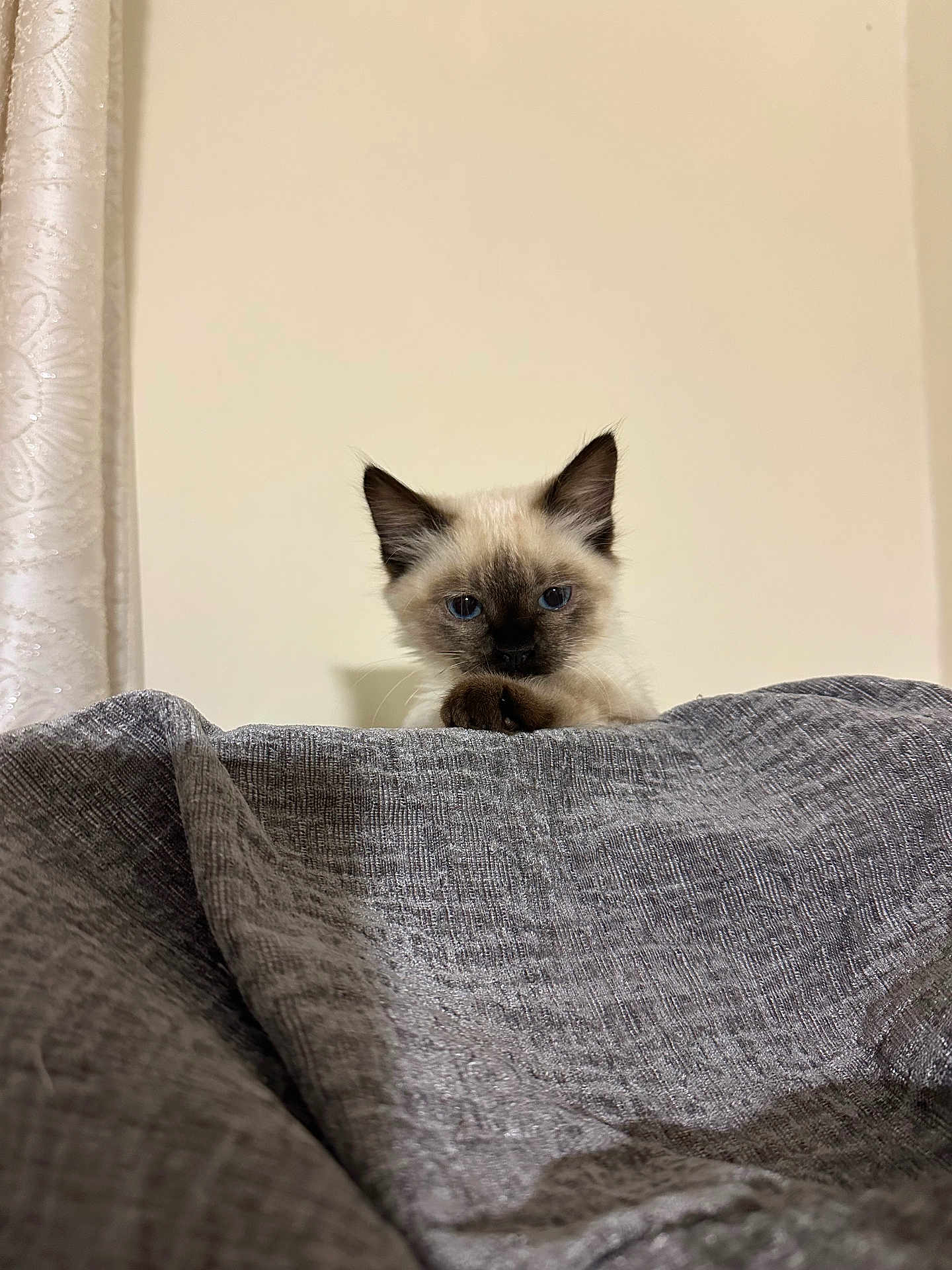 Lilou