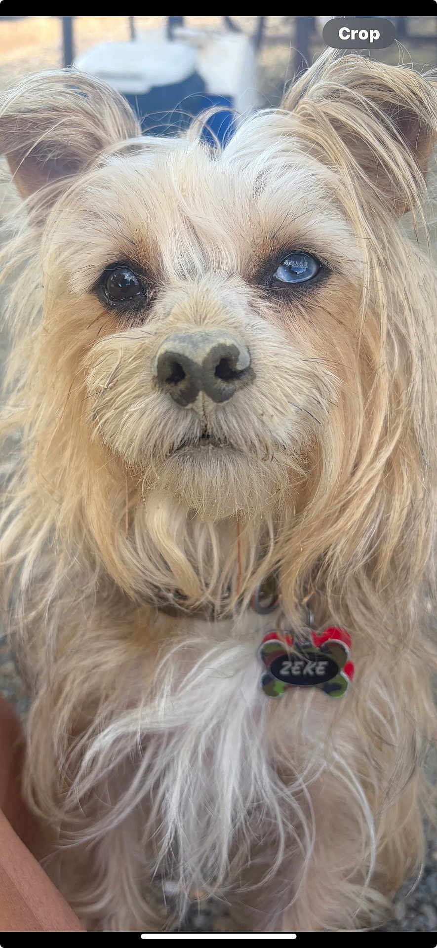 Zeke