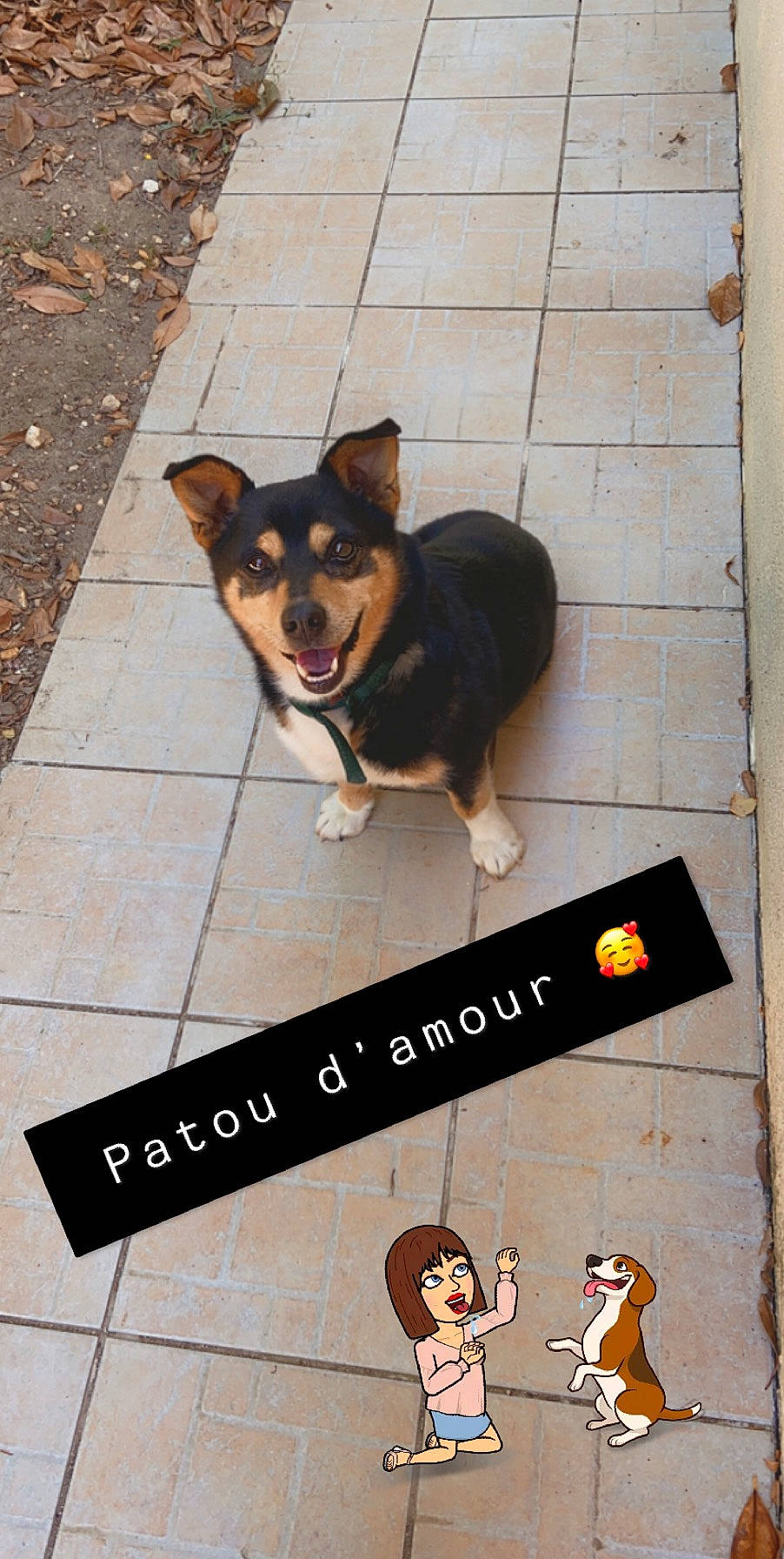 Patou participe au concours pour gagner de l'argent avec cette photo : canidae, carnivore, companion_dog, dog, dog_breed, mammal, pembroke_welsh_corgi, photo_caption, puppy, snout, street_dog