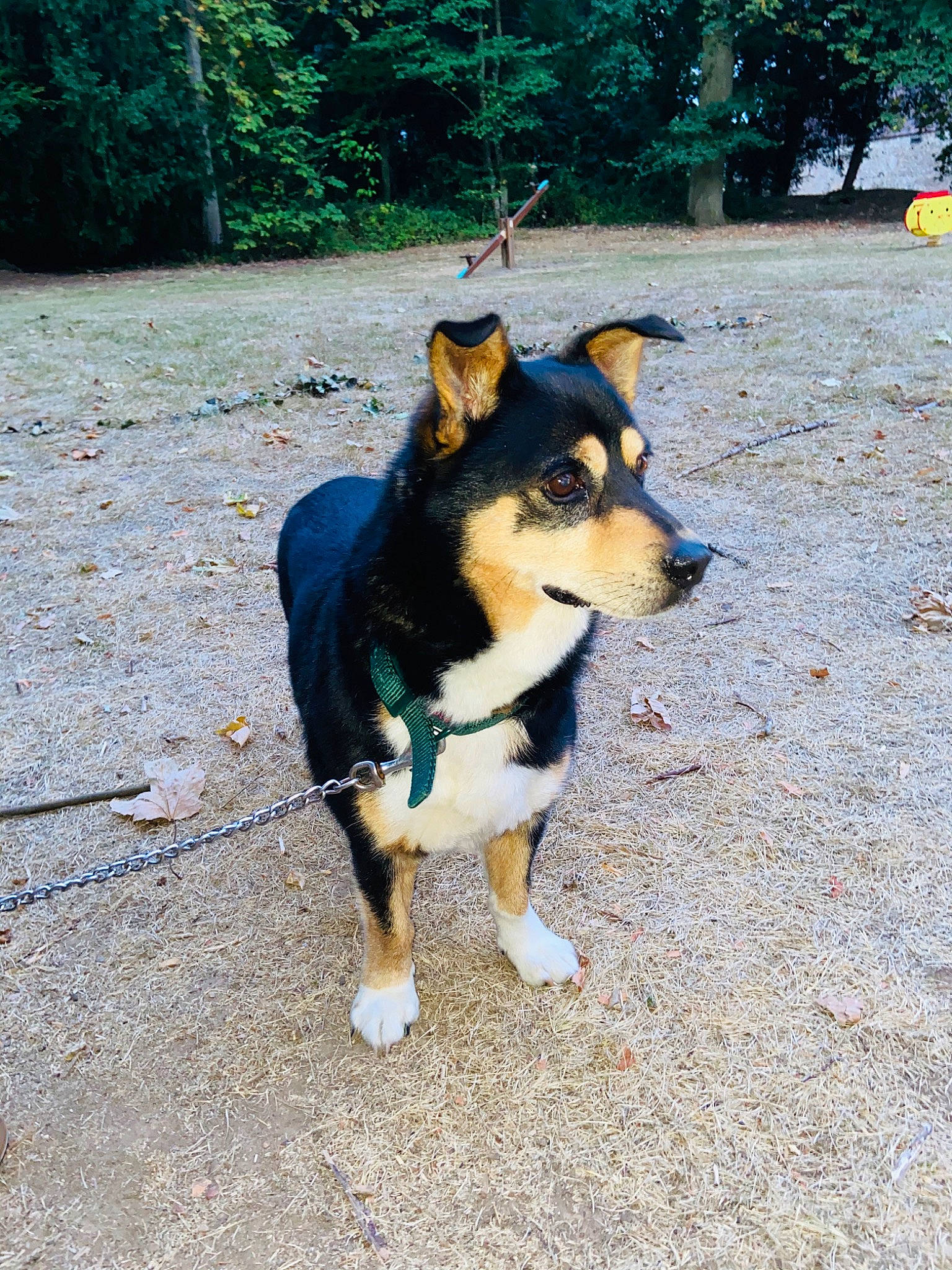 Patou participe au concours pour gagner de l'argent avec cette photo : canidae, carnivore, corgi_chihuahua, dog, dog_breed, mammal, non_sporting_group, shiba_inu, vertebrate