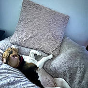 Bounty a rejoint le concours — aidez-le/la à gagner de superbes lots ! dog, beagle, sleeping, blanket, pillow, cozy, indoor, resting, pet, fur, relaxed, cute, animal, mammal, home, comfort, snuggle, laying_down, sleep, domestic