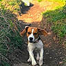 Bounty participe au concours pour gagner de l'argent avec cette photo : dog, beagle, puppy, running, dirt_path, outdoor, nature, greenery, sunlight, ears_flapping, animal, pet, grass, trail, earth, fur, collar, active, cute, motion