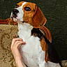 beagle, dog, pet, animal, chair, hand, furniture, indoor, portrait, brown, white, black, ears, sitting, looking_away, close_up, fur, domestic_animal, companion, calm