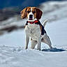 Bounty participe au concours pour gagner de l'argent avec cette photo : dog, beagle, snow, outdoor, animal, pet, winter, nature, standing, tricolor, collar, canine, fur, mountains, cold, daylight, mammal, alert, portrait, landscape
