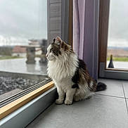 Dobby participe au concours pour gagner de l'argent avec cette photo : cat, fluffy, window, indoor, floor, gray, looking_outside, side_view, pet, domestic_animal, curtain, tile_floor, natural_light, quiet, calm, feline, animal, house, reflection, daylight