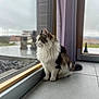 cat, fluffy, window, indoor, floor, gray, looking_outside, side_view, pet, domestic_animal, curtain, tile_floor, natural_light, quiet, calm, feline, animal, house, reflection, daylight