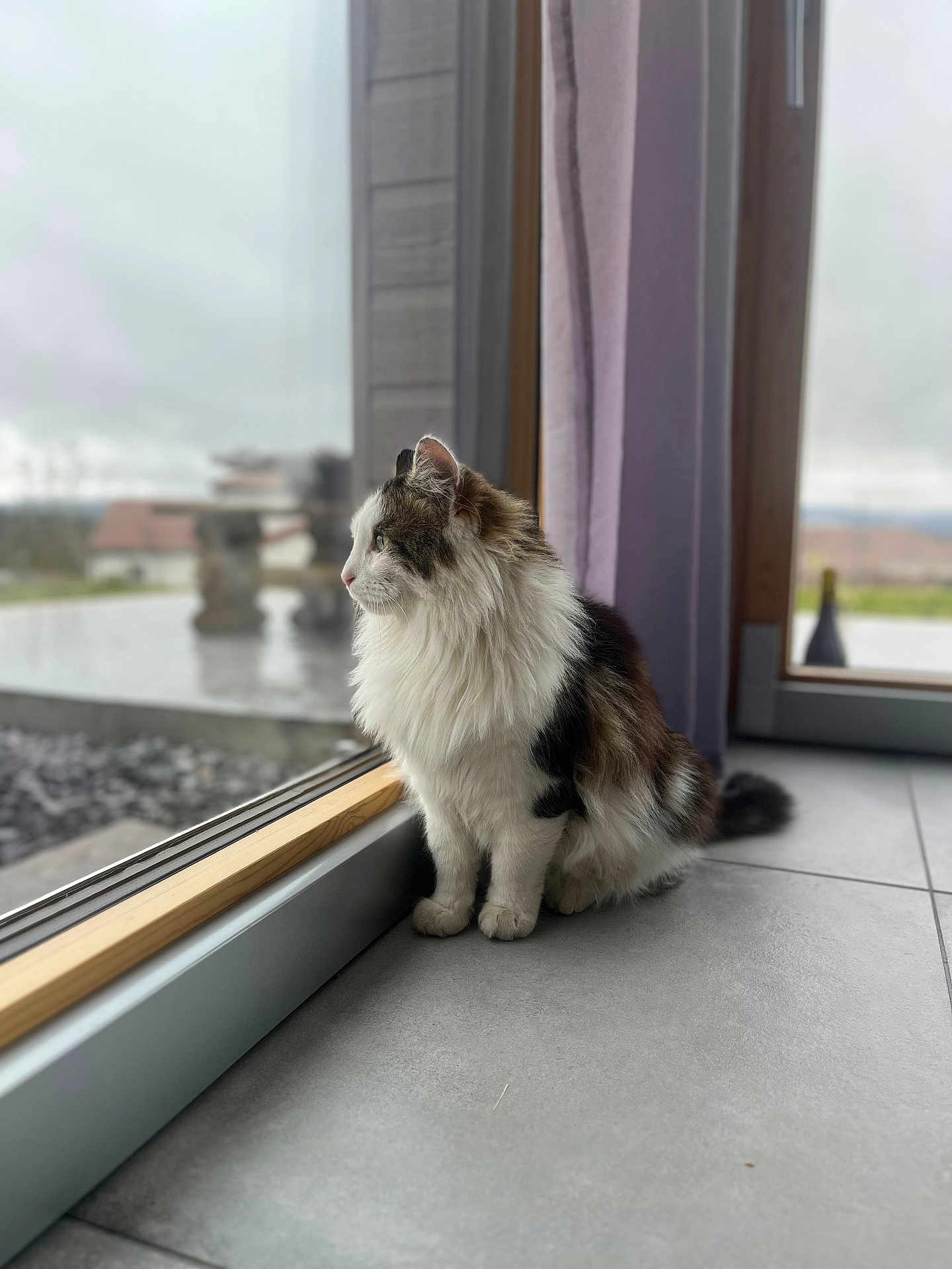 Dobby participe au concours pour gagner de l'argent avec cette photo : cat, fluffy, window, indoor, floor, gray, looking_outside, side_view, pet, domestic_animal, curtain, tile_floor, natural_light, quiet, calm, feline, animal, house, reflection, daylight