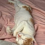 Scrim joined the competition — help win amazing prizes! cat, sleeping, bed, blanket, pink, white, orange, fur, pet, cozy, indoor, resting, animal, cute, relaxed, whiskers, ears, paw, soft, domestic
