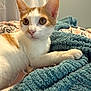 Scrim joined the competition — help win amazing prizes! cat, orange_and_white, pet, indoor, bed, blanket, textured_blanket, feline, animal, curious, paw, ears, wide_eyes, resting, comfortable, cozy, domestic, cute, fur, closeup