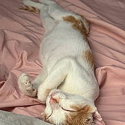 Scrim is registered to the contest to win money with this photo: cat, sleeping, white, orange, pet, fur, cute, domestic_animal, cozy, blanket, indoor, relaxed, resting, animal, feline, soft, pink, bed, cute_pet, peaceful