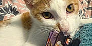 Scrim is registered to the contest to win money with this photo: cat, kitten, orange_and_white, fabric, floral_pattern, blanket, bed, whiskers, playful, cute, indoor, close_up, pet, animal, soft_texture, curious, young_cat, nibbling, ears, eyes