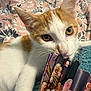 cat, kitten, orange_and_white, fabric, floral_pattern, blanket, bed, whiskers, playful, cute, indoor, close_up, pet, animal, soft_texture, curious, young_cat, nibbling, ears, eyes
