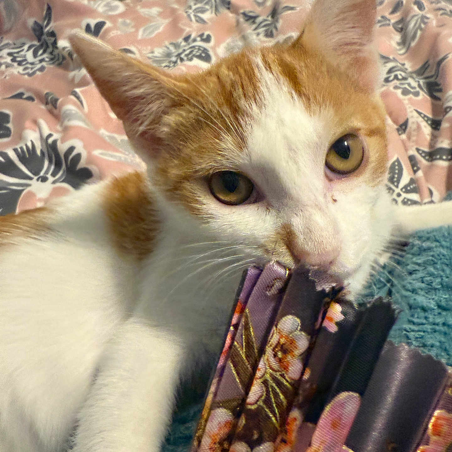 Scrim is registered to the contest to win money with this photo: animal, bed, blanket, cat, close_up, curious, cute, ears, eyes, fabric, floral_pattern, indoor, kitten, nibbling, orange_and_white, pet, playful, soft_texture, whiskers, young_cat