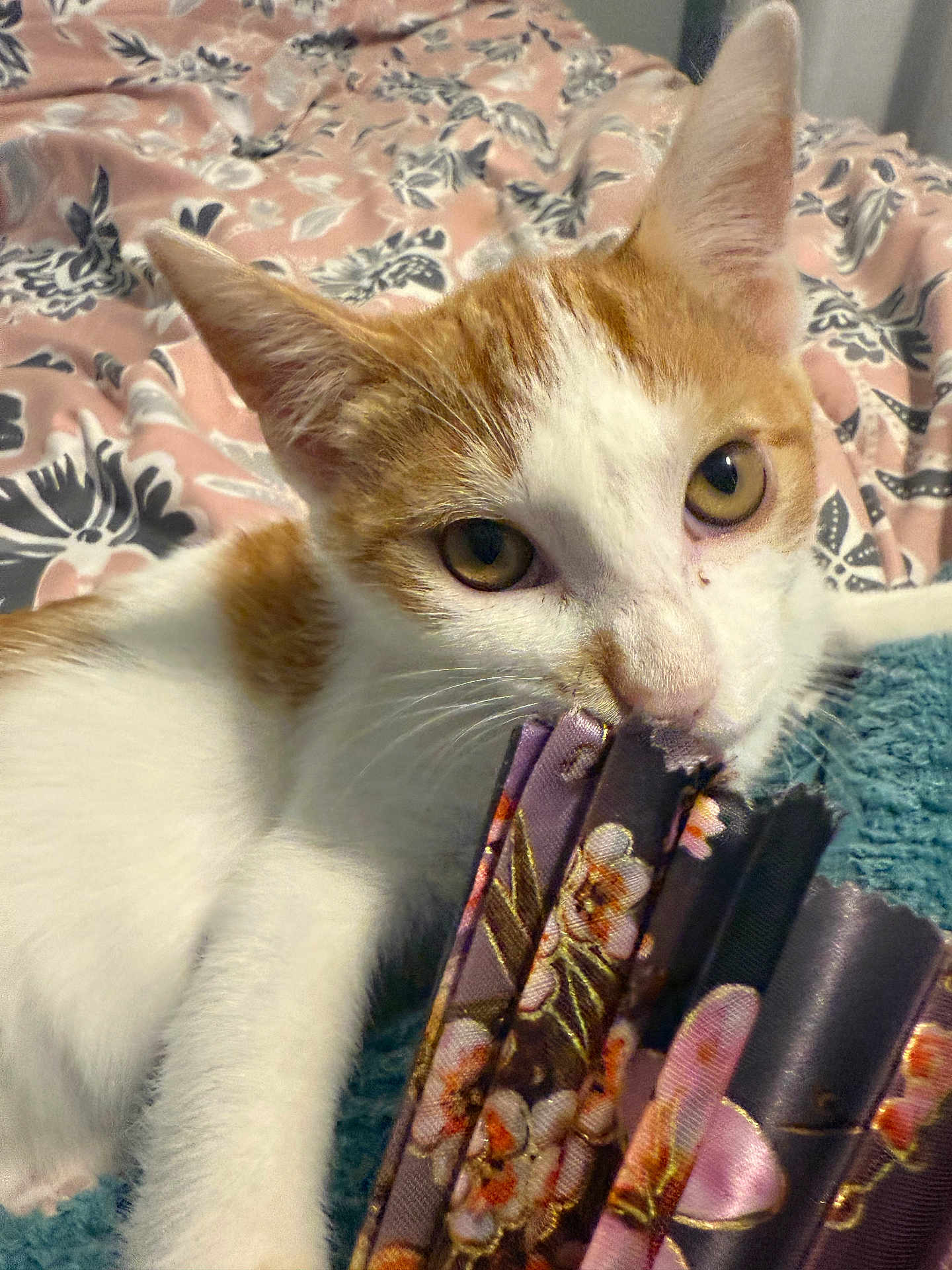Scrim is registered to the contest to win money with this photo: cat, kitten, orange_and_white, fabric, floral_pattern, blanket, bed, whiskers, playful, cute, indoor, close_up, pet, animal, soft_texture, curious, young_cat, nibbling, ears, eyes