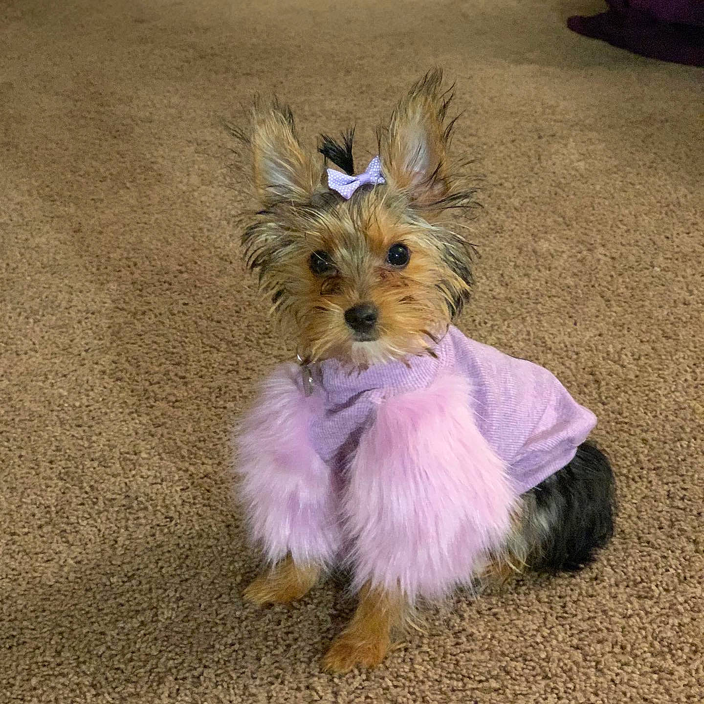 Bailey Spice is registered to the contest to win money with this photo: asphalt, biewer_terrier, canidae, carnivore, collar, companion_dog, dog, dog_breed, dog_clothes, dog_supply, fawn, fur, leash, maltepoo, pet_supply, small_terrier, snout, sporting_group, terrier, toy_dog