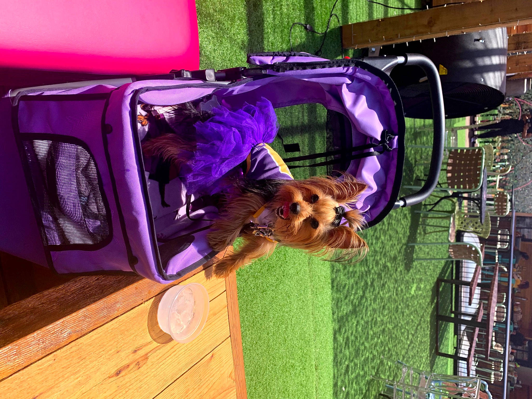 Bailey Spice joined the competition — help win amazing prizes! canidae, carnivore, companion_dog, dog, dog_breed, dog_supply, event, fawn, flooring, fun, fur, grass, green, hardwood, magenta, pet_supply, purple, sporting_group, wood, wood_stain