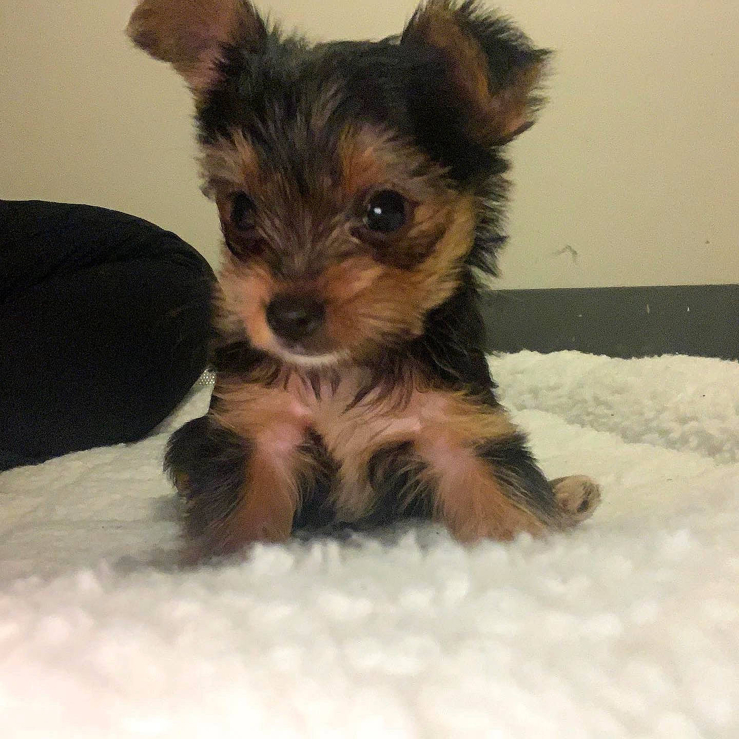 Bailey Spice joined the competition — help win amazing prizes! biewer_terrier, canidae, carnivore, companion_dog, dog, dog_breed, dog_supply, fawn, fur, liver, small_terrier, snout, snow, sporting_group, terrestrial_animal, terrier, toy_dog, working_animal, working_terrier, yorkipoo