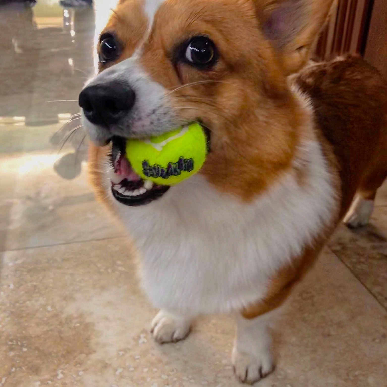 Cornelius is registered to the contest to win money with this photo: ancient_dog_breeds, canidae, cardigan_welsh_corgi, carnivore, companion_dog, corgi_chihuahua, dog, dog_breed, herding_dog, mammal, pembroke_welsh_corgi, snout, vertebrate, welsh_corgi, whiskers