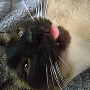 China is registered to the contest to win money with this photo: animal, blanket, cat, close_up, cozy, cute, eyes, face, fur, indoor, lying_down, muzzle, nose, pet, relaxed, sleepy, soft, texture, tongue_out, whiskers