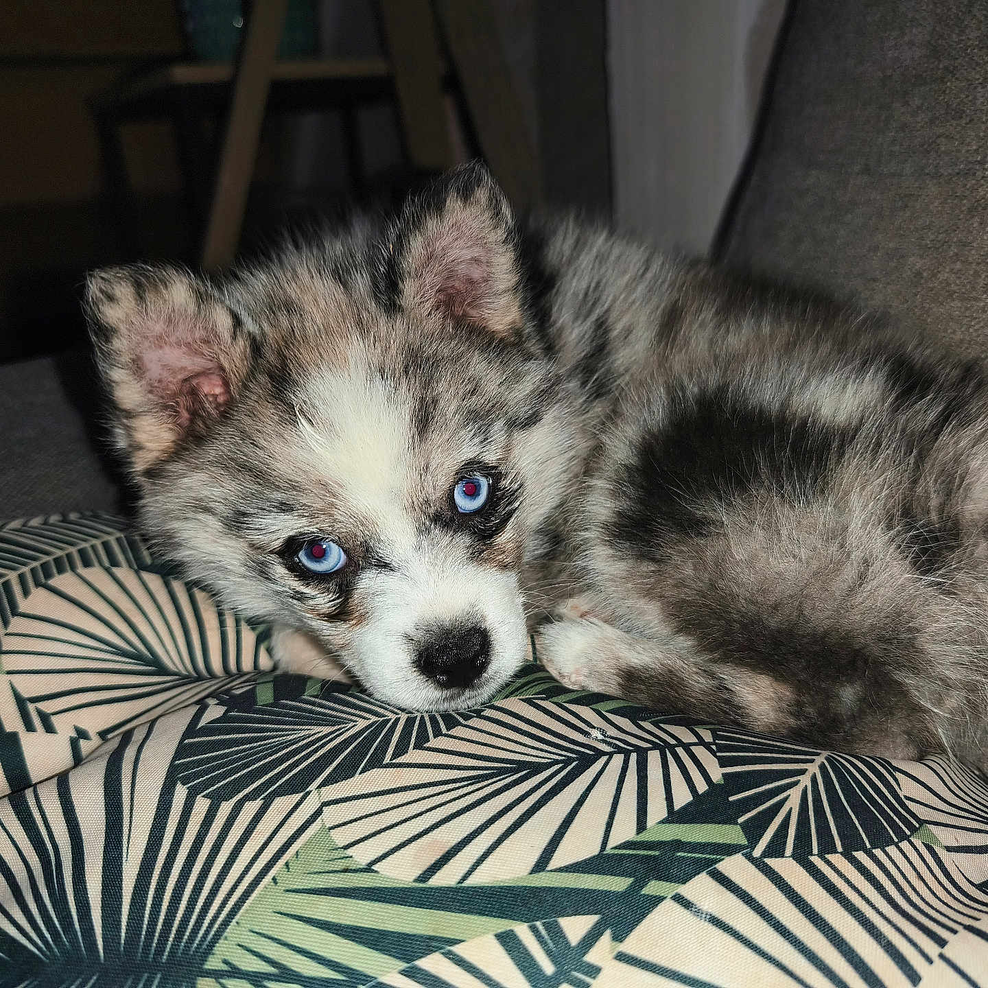 Arès participe au concours pour gagner de l'argent avec cette photo : animal, blue_eyes, close_up, cozy, curled_up, cushion, cute, dog, domestic, ears, face, fur, indoor, nose, pattern, pet, puppy, resting, sleepy, sofa