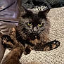 cat, black_cat, yellow_eyes, fluffy, pet, indoor, couch, blanket, relaxed, curious, fur, whiskers, paws, animal, mammal, domestic, cozy, feline, resting, closeup