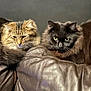 cat, feline, pet, animal, fluffy, fur, leather_couch, indoor, resting, two_cats, brown_cat, tabby_cat, whiskers, ears, tail, closeup, portrait, cozy, domestic_animal, relaxed