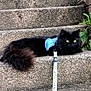 cat, black_cat, fluffy, steps, concrete, harness, leash, dinosaur_pattern, outdoor, brick_wall, greenery, pet, animal, resting, side_view, yellow_eyes, tail, texture, daylight, quiet