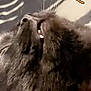 black_cat, close_up, fangs, fur, animal, pet, lying_down, cartoon_sticker, halloween, bat_wings, broomstick, cute, whiskers, indoor, fun, playful, dark_fur, nose, mouth, digital_overlay