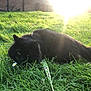 black_cat, cat, grass, flower, daisy, leash, sunlight, sunburst, outdoor, nature, pet, animal, greenery, shadow, building, brick_wall, window, garden, daylight, flora