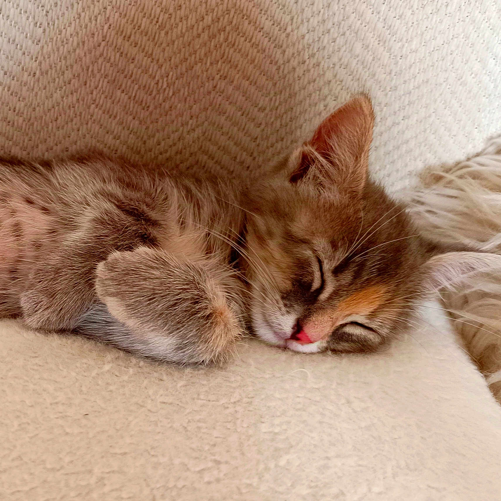 Piaïa participe au concours pour gagner de l'argent avec cette photo : abyssinian, animal, armchair, blanket, bodypart, cat, chair, couch, cushion, furniture, homedecor, kitten, manx, mouth, ocelot, person, pet, siamese, sleeping, tongue