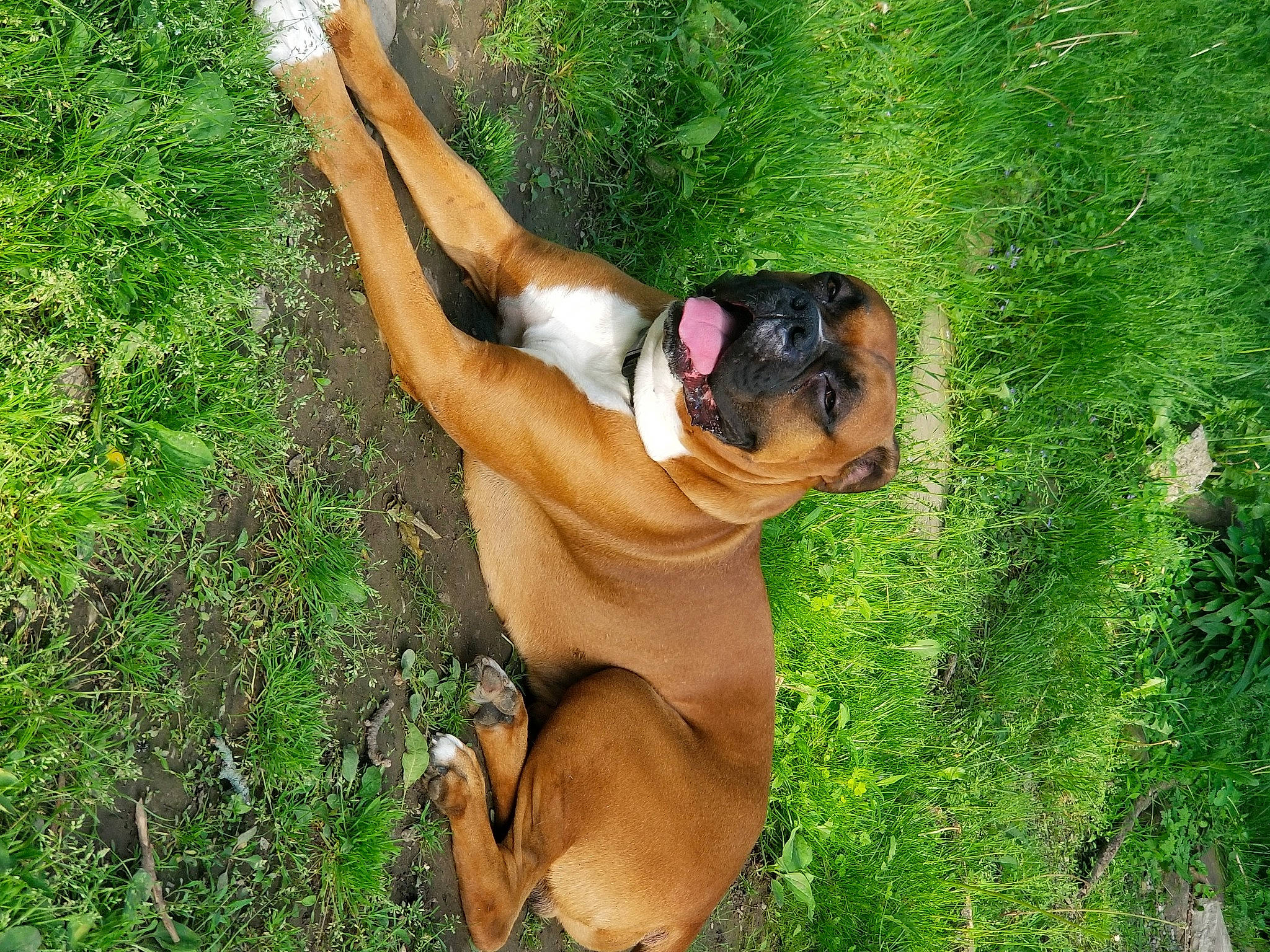 Marshall joined the competition — help win amazing prizes! boerboel, bulldog, bullmastiff, canidae, carnivore, dog, dog_breed, fawn, grass, mammal, tosa, vertebrate