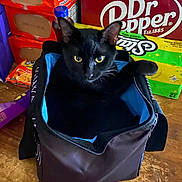 Verde joined the competition — help win amazing prizes! black_cat, cat, bag, table, food_packages, ramen_noodles, dr_pepper, beverage_box, curious, pet, indoor, wooden_surface, feline, domestic_cat, container, household, close_up, resting, looking, cozy